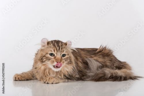 Dark Hair American Curl cat Lying on the white table. White Background. Open Mouth, tongue out.