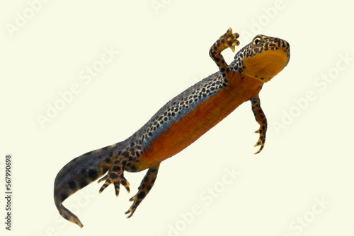 Male Alpine Newt (Ichtyosaura alpestris), Ruhr-District, Germany