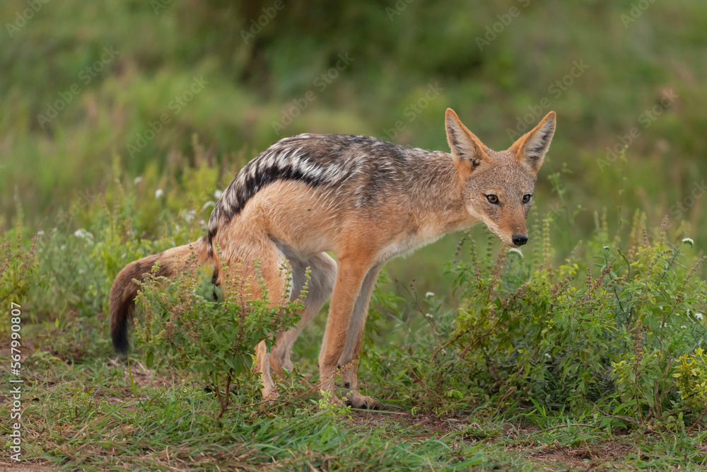 Black-backed jackal, silver-backed jackal - Lupulella mesomelas mesomelas defecationg in the grass. Photo from Kruger National Park in South Africa.