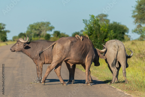 African buffalos, Cape buffalos - Syncerus caffer on the road. Photo from Kruger National Park in South Africa.