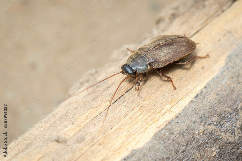 Image of Diploptera punctata or the Pacific beetle cockroach. Insect. Animal. Image of Diploptera punctata or the Pacific beetle cockroach. Insect. Animal.
