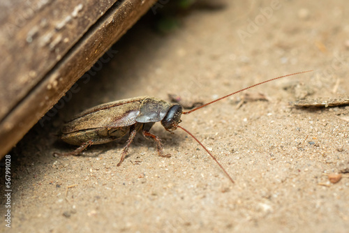 Image of Diploptera punctata or the Pacific beetle cockroach. Insect. Animal. photo