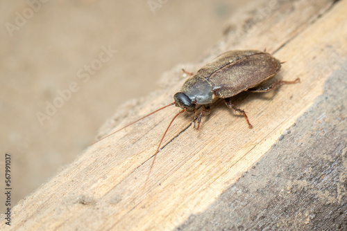 Image of Diploptera punctata or the Pacific beetle cockroach. Insect. Animal.