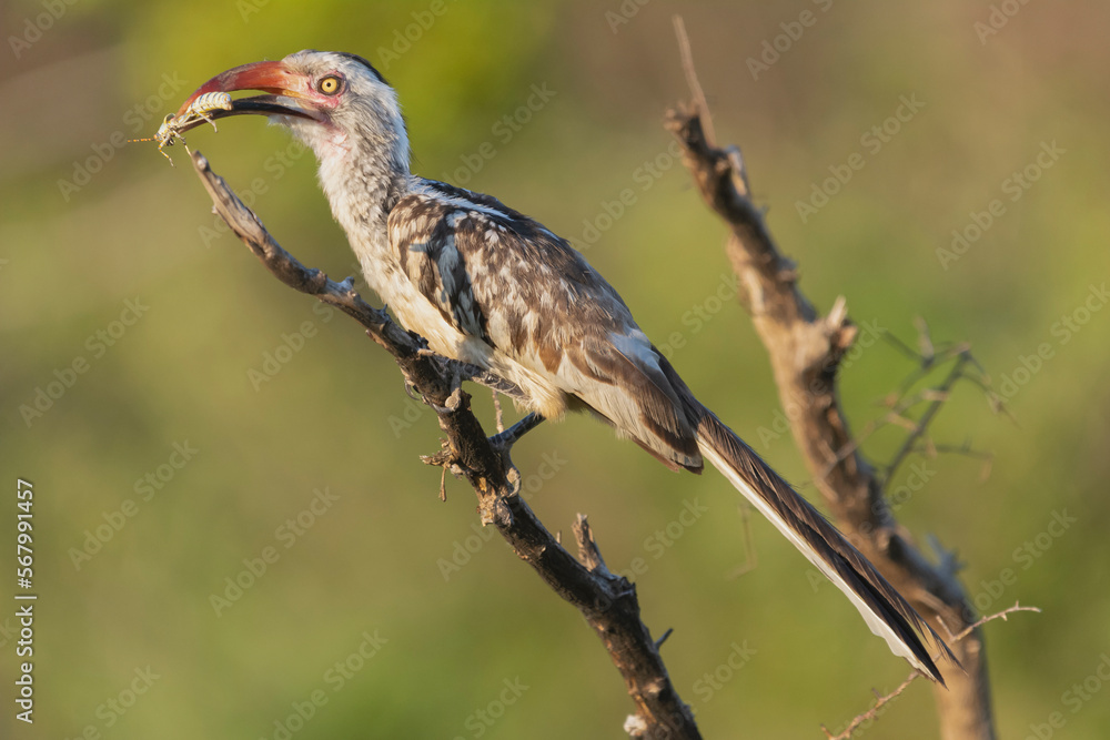 Southern red-billed hornbill - Tockus rufirostris perched with insect in beak with green background. Photo from Kruger National Park in South Africa. Southern red-billed hornbill - Tockus rufirostris perched with insect in beak with green background. Photo from Kruger National Park in South Africa.