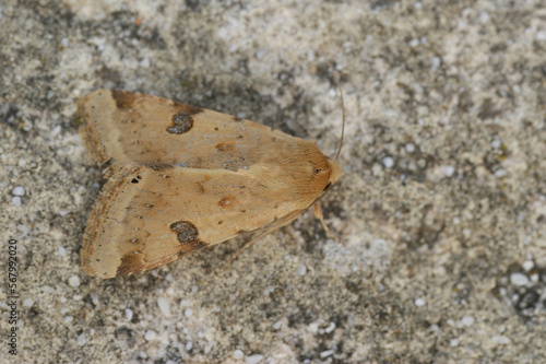 Dorsal closeup on the yellow colored Bordered straw moth, Heliothis peltigera sitting on stone photo