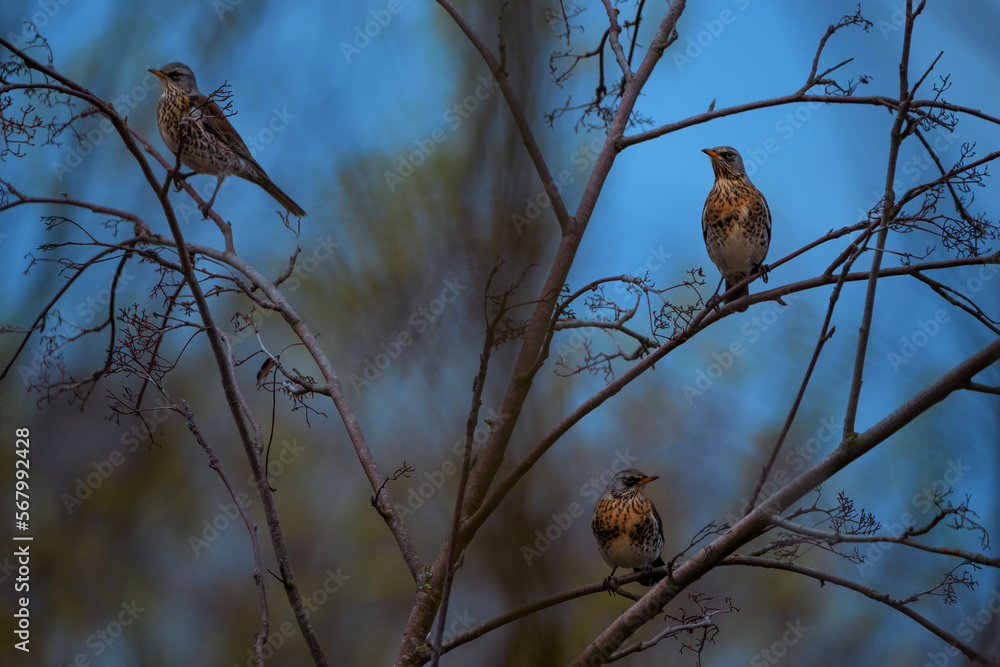 The fieldfare - Turdus pilaris is a member of the thrush family Turdidae The fieldfare - Turdus pilaris is a member of the thrush family Turdidae