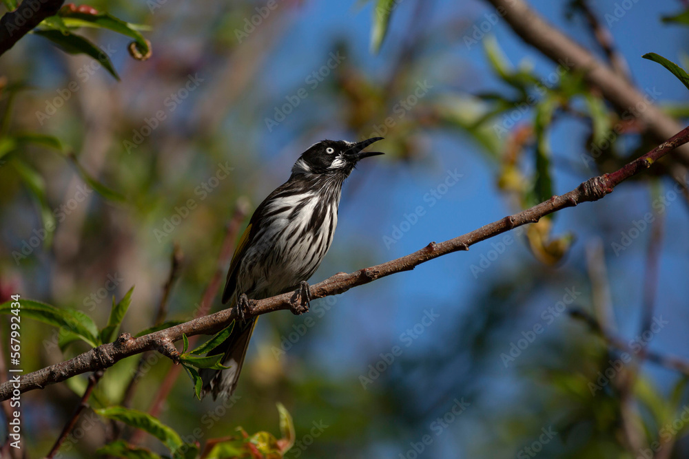 Australian New Holland Honey Eater bird perched on a branch mid song. Australian New Holland Honey Eater bird perched on a branch mid song.
