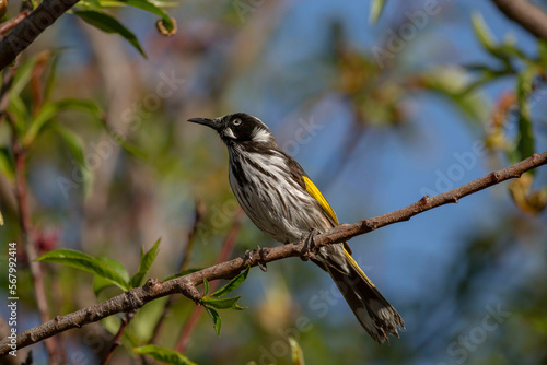 Australian New Holland Honey Eater bird perched on a branch mid song.