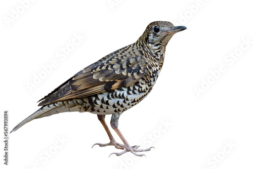 exotic bird with camouflage in tiger livery proundly standing on old timber isolated on white background, white's thrush