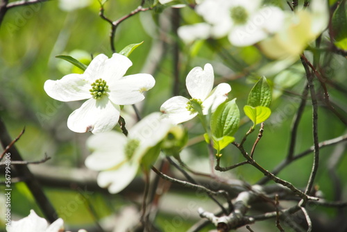 ハナミズキの花 photo