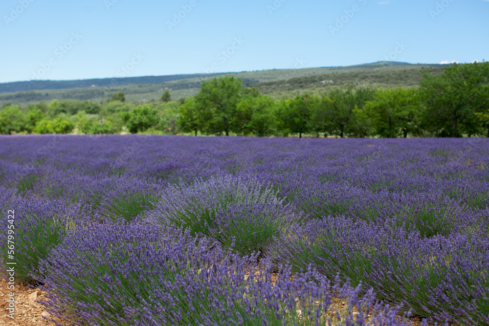 Naklejka premium lavender field in provence region