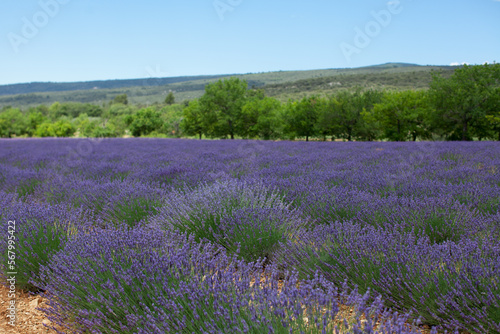 lavender field in provence region