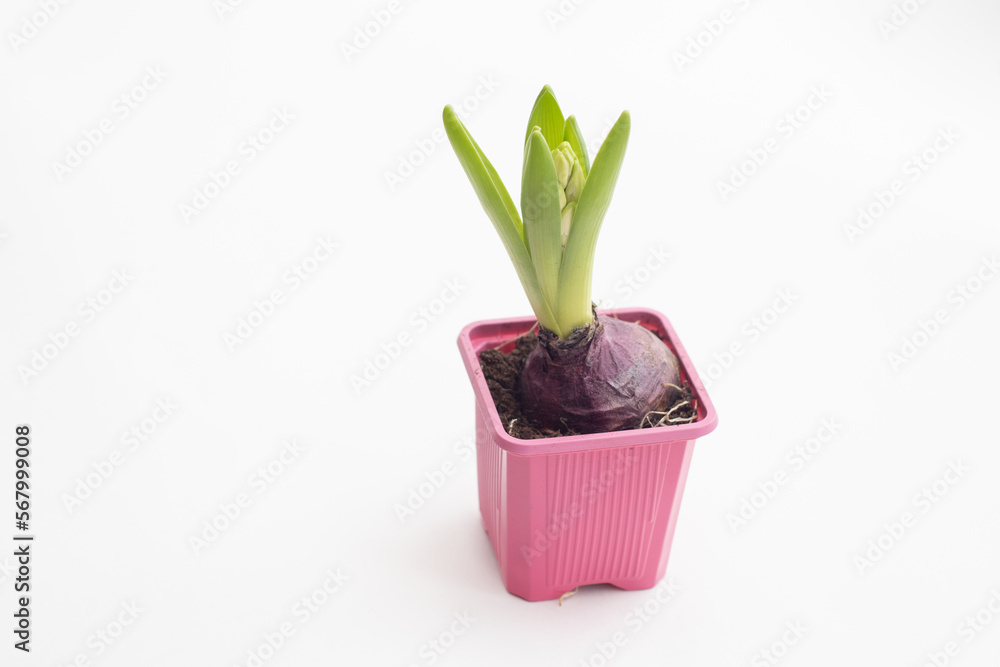 Fresh green hyacinth in a pot Fresh green hyacinth in a pot