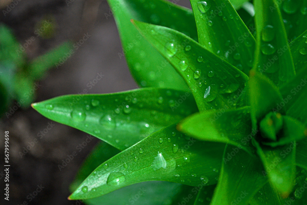 little lily plant in garden little lily plant in garden