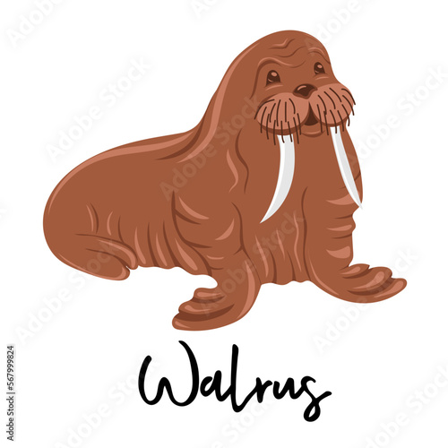 Walrus. Marine dweller. Concept of sea and ocean life. Vector illustration