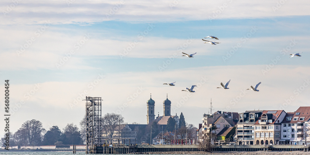 Obraz premium Wasservögel am Bodensee