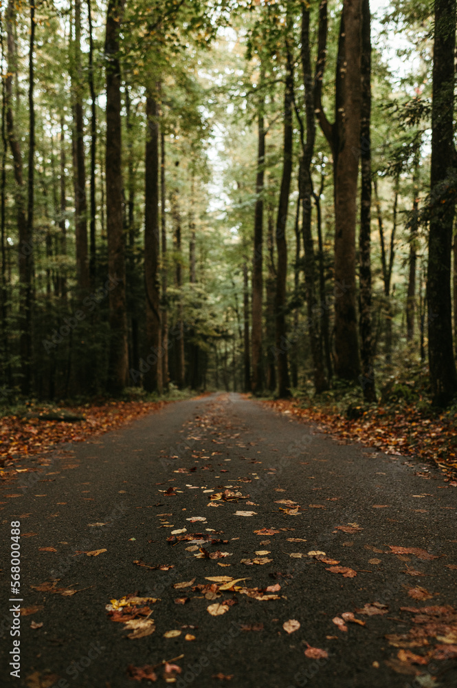 Roaring Fork Motor Trail in Great Smoky Mountains National Park