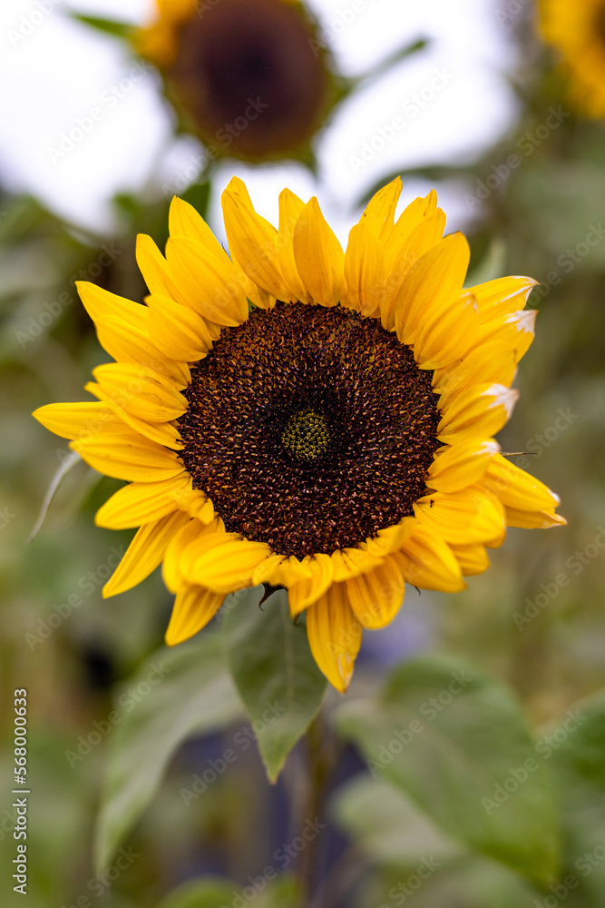 Close up of bright yellow sunflower with blurred background Close up of bright yellow sunflower with blurred background