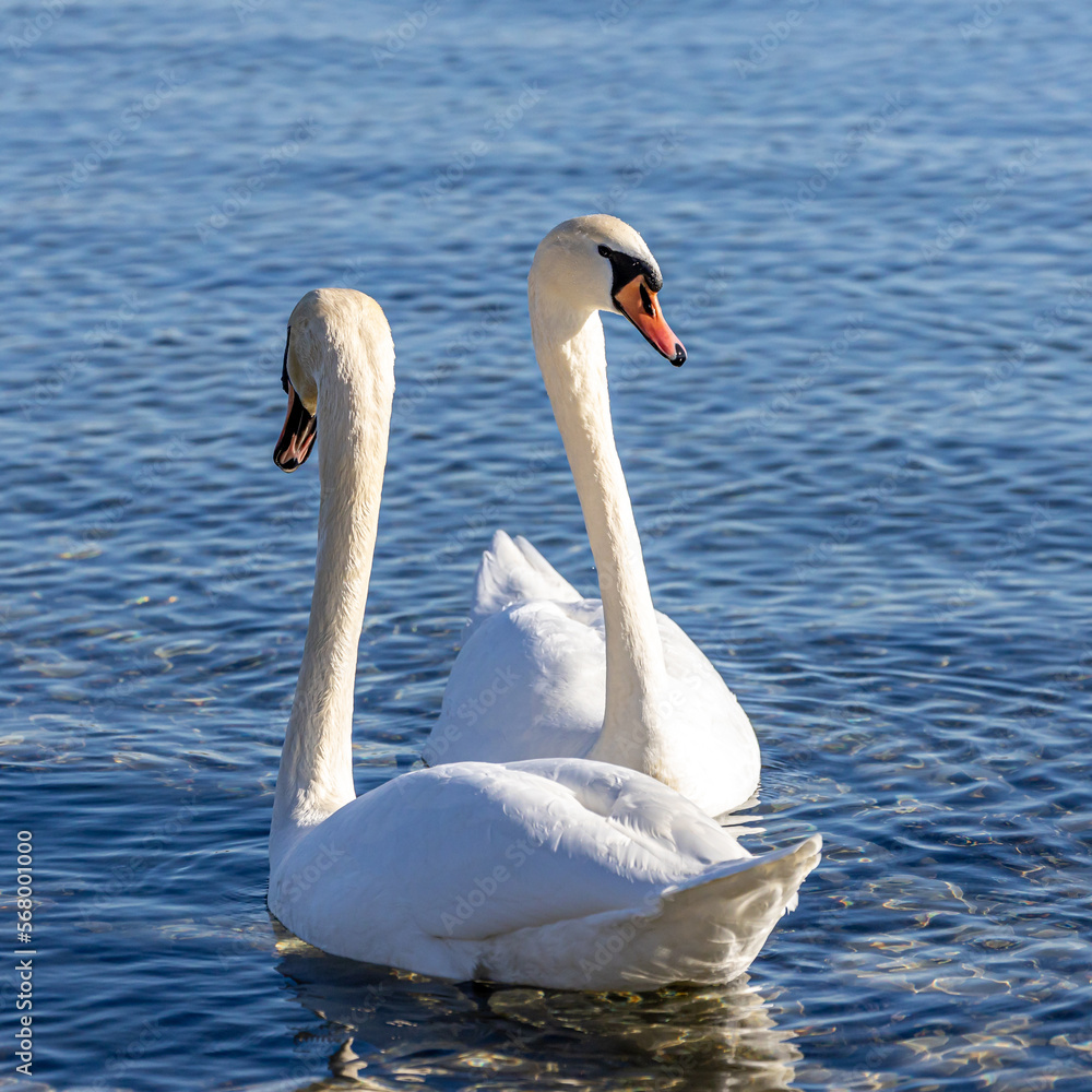 Naklejka premium Schwäne auf dem Bodensee