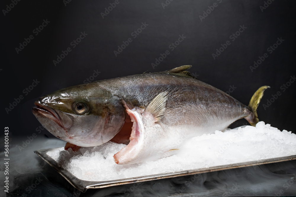 Kingfish on ice Kingfish on ice