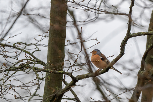 Chaffinch perched in a tree.