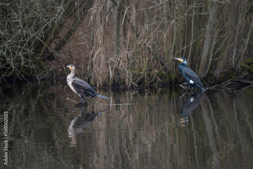 A pair of cormorants perched above the water.