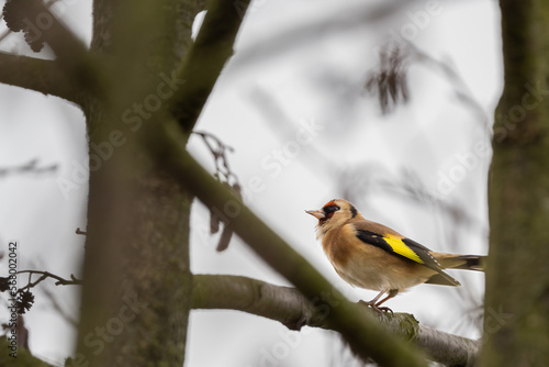 Goldfinch perched high in a tree.
