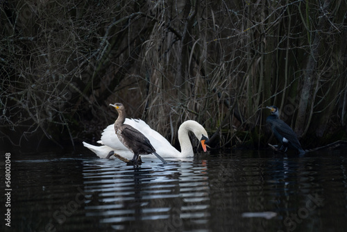 A swan between two cormorants.