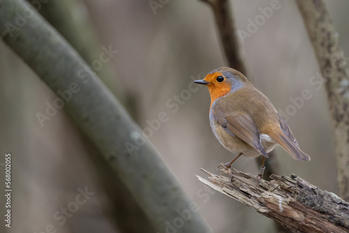 Red Breast Robin on a perch