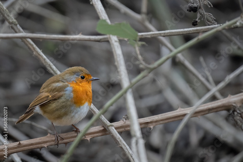 Red Breast Robin on a perch