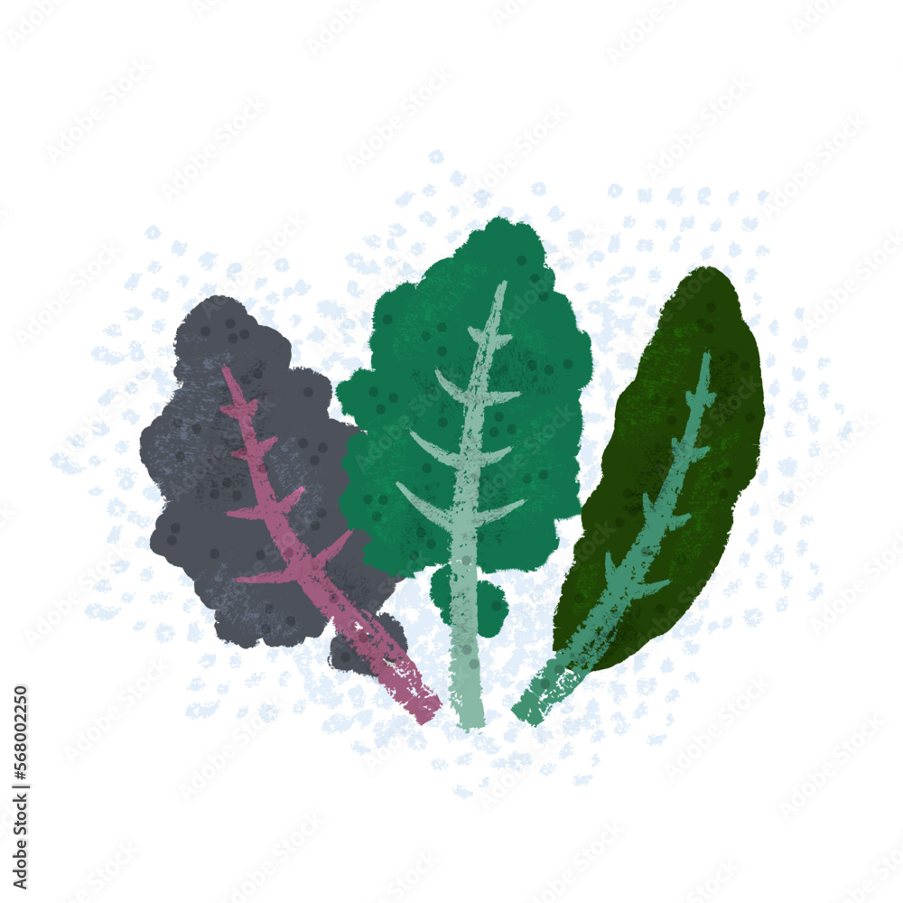Kale leaves hand-drawn illustration with textures. Healthy organic food ...
