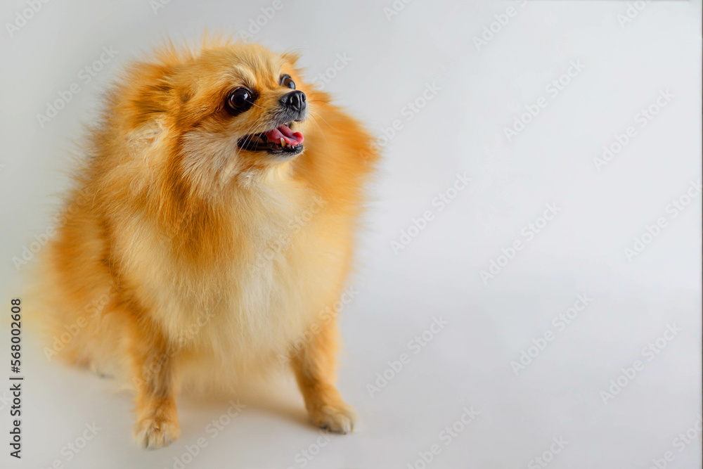 Close-up portrait of a red spitz on a light gray background Close-up portrait of a red spitz on a light gray background