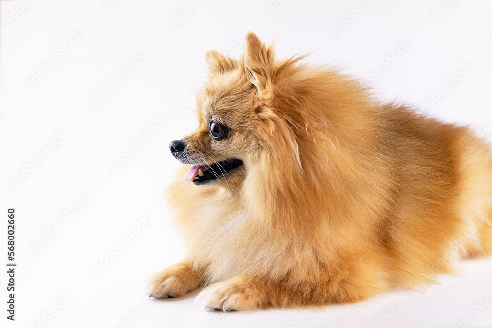 Close-up portrait of a red spitz on a light gray background Close-up portrait of a red spitz on a light gray background