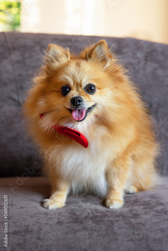 Red spitz dog on a gray-brown background with a red bow