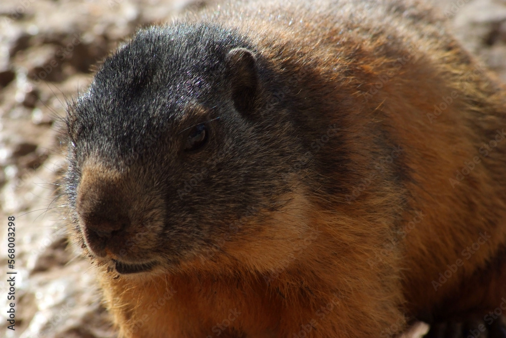 marmotta a Pian Schiavaneis Val Di Fassa Canazei marmotta a Pian Schiavaneis Val Di Fassa Canazei