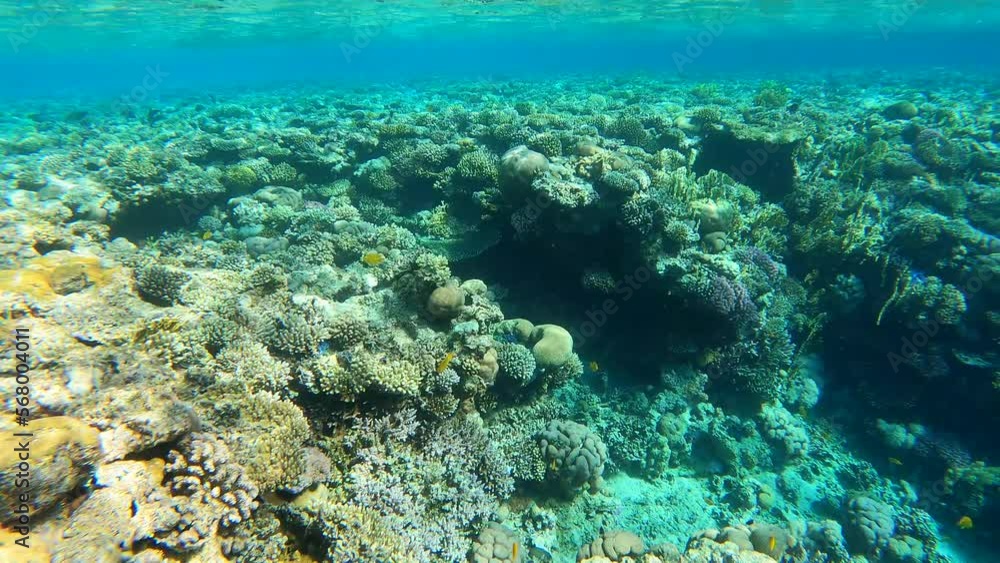 Coral reef underwater in the sea. Coral reef underwater in the sea.