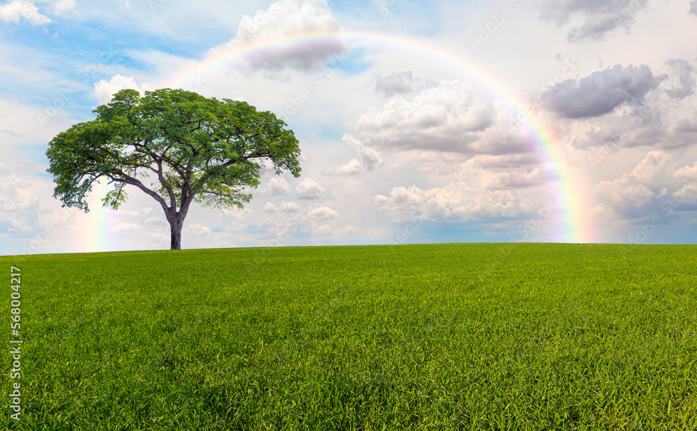 Beautiful landscape with green grass field and lone tree in the background amazing rainbow Beautiful landscape with green grass field and lone tree in the background amazing rainbow