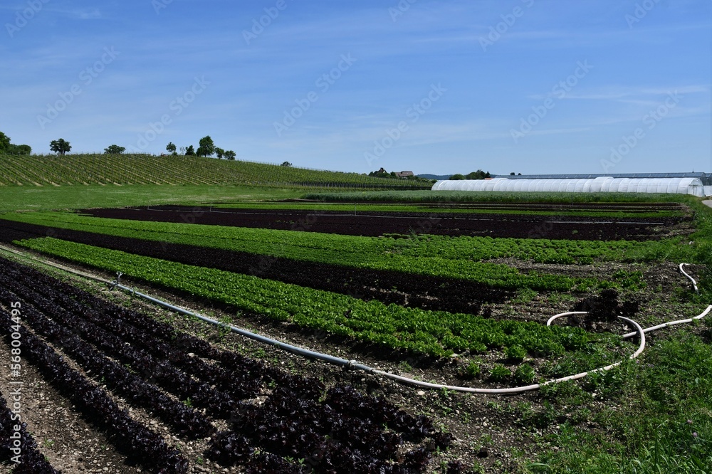 Salatfelder auf der Insel Reichenau im Bodensee
