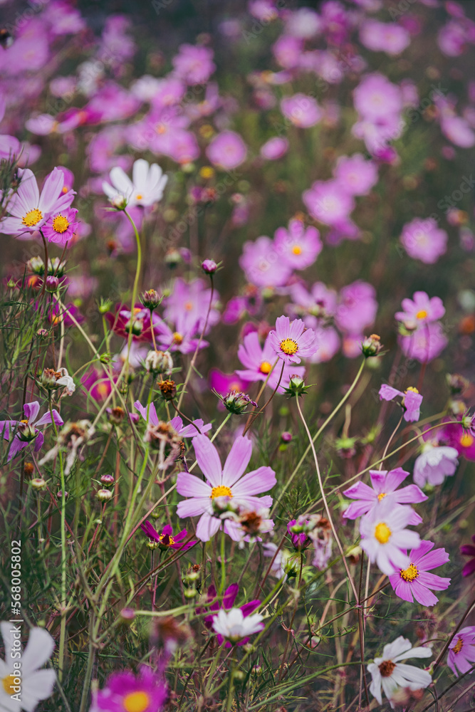 Blooming summer garden lit by the soft evening sun