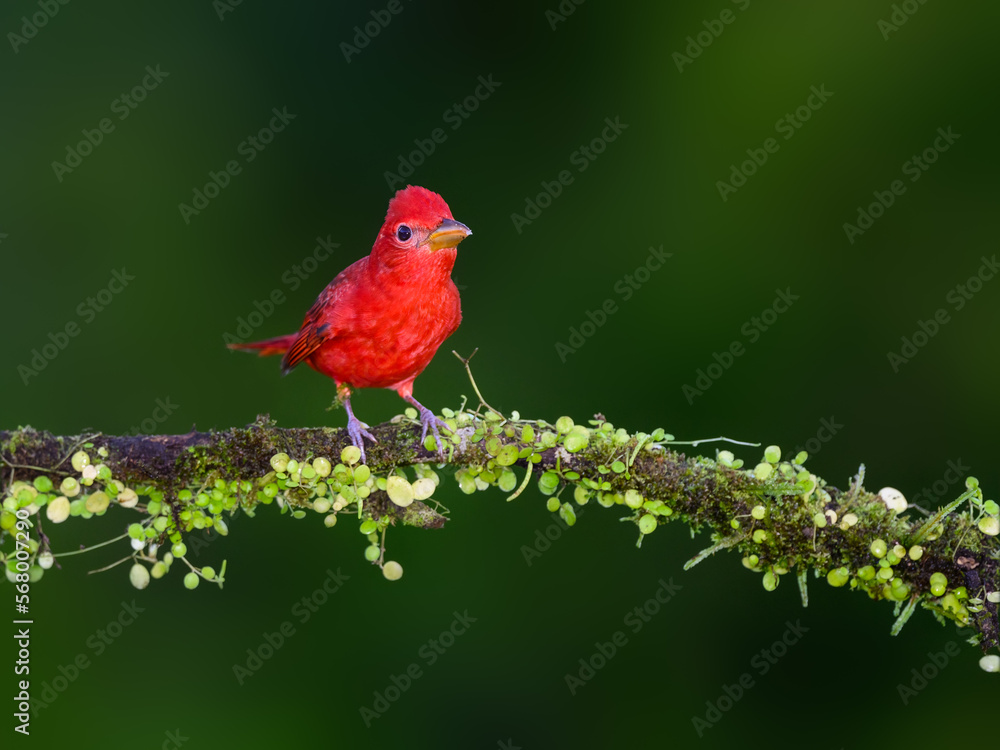Summer Tanager portrait on mossy stick against dark green background