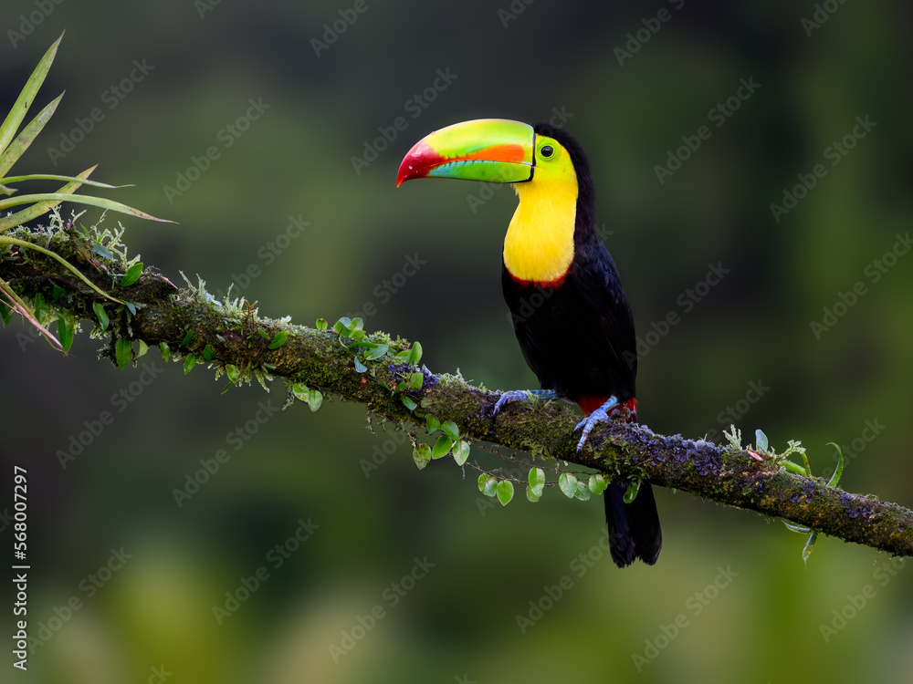 Keel-billed Toucan portrait on mossy stick against dark green background Keel-billed Toucan portrait on mossy stick against dark green background