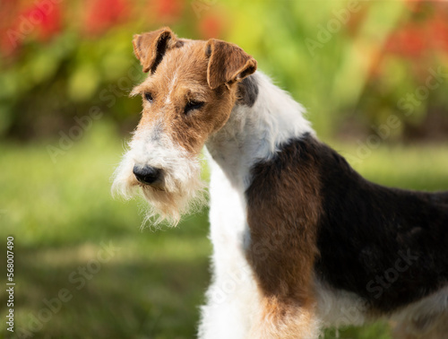 Fox Terrier portrait, in nature, against the backdrop of a blooming garden