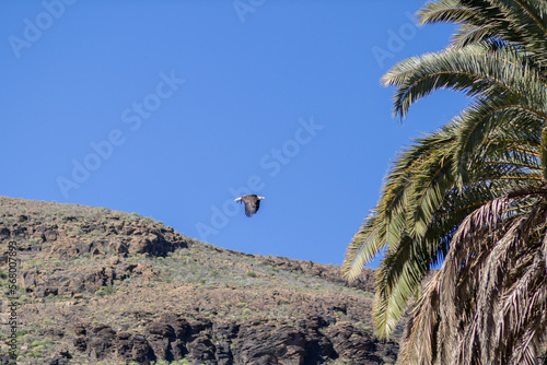 Amerykański orzeł bielik podczas lotu, Palmitos Park, Gran Canaria