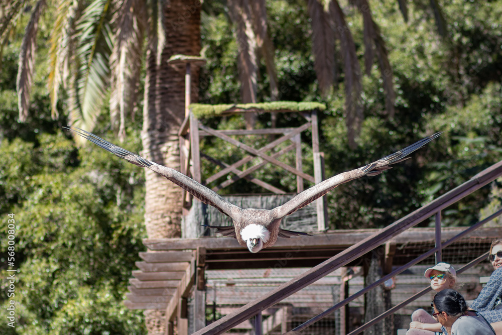 Sęp płowy leci w stronę obiektywu nad głowami ludzi, Palmitos Park, Gran Canaria Sęp płowy leci w stronę obiektywu nad głowami ludzi, Palmitos Park, Gran Canaria