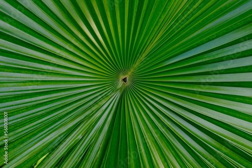 Indonesia Sumbawa - Palm leaf close up