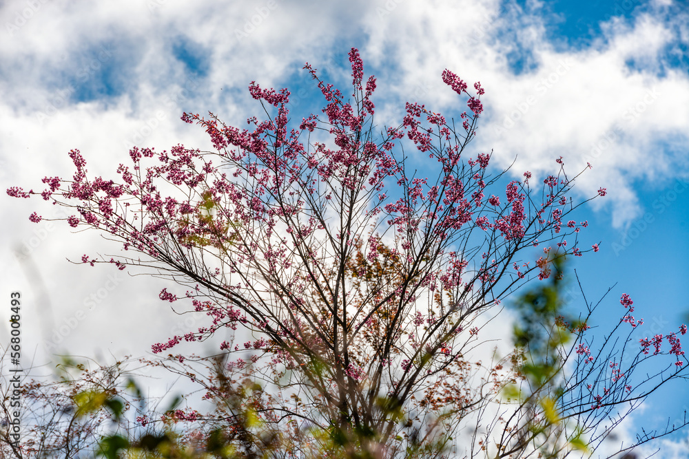 Cherry blossom in tea hill in Sapa, Vietnam in cloudy morning in spring Cherry blossom in tea hill in Sapa, Vietnam in cloudy morning in spring