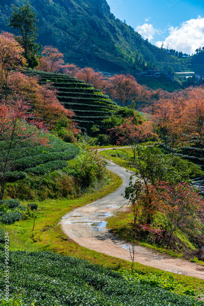 Cherry blossom in tea hill in Sapa, Vietnam in cloudy morning in spring Cherry blossom in tea hill in Sapa, Vietnam in cloudy morning in spring