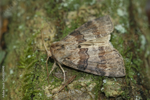 Closeup on the oak lutestring Drepanidae moth, Cymatophorina diluta, sitting on wood