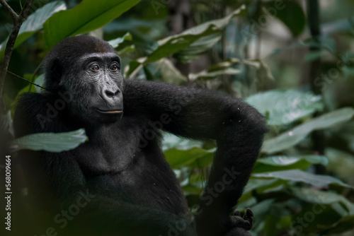 Western lowland gorilla (Gorilla gorilla gorilla) in Marantaceae forest. Odzala-Kokoua National Park. Cuvette-Ouest Region. Republic of the Congo © Roger de la Harpe
