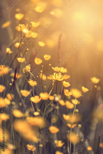 Letnie łąki z kwitnącymi polnymi kwiatami jaskrów. Żółte kwiatki polne. Kwietna łąka. Dekoracje z kwiatów. Kwitnące rośliny. Wiejskie scenerie. Artystyczne zdjęcia kwiatów.